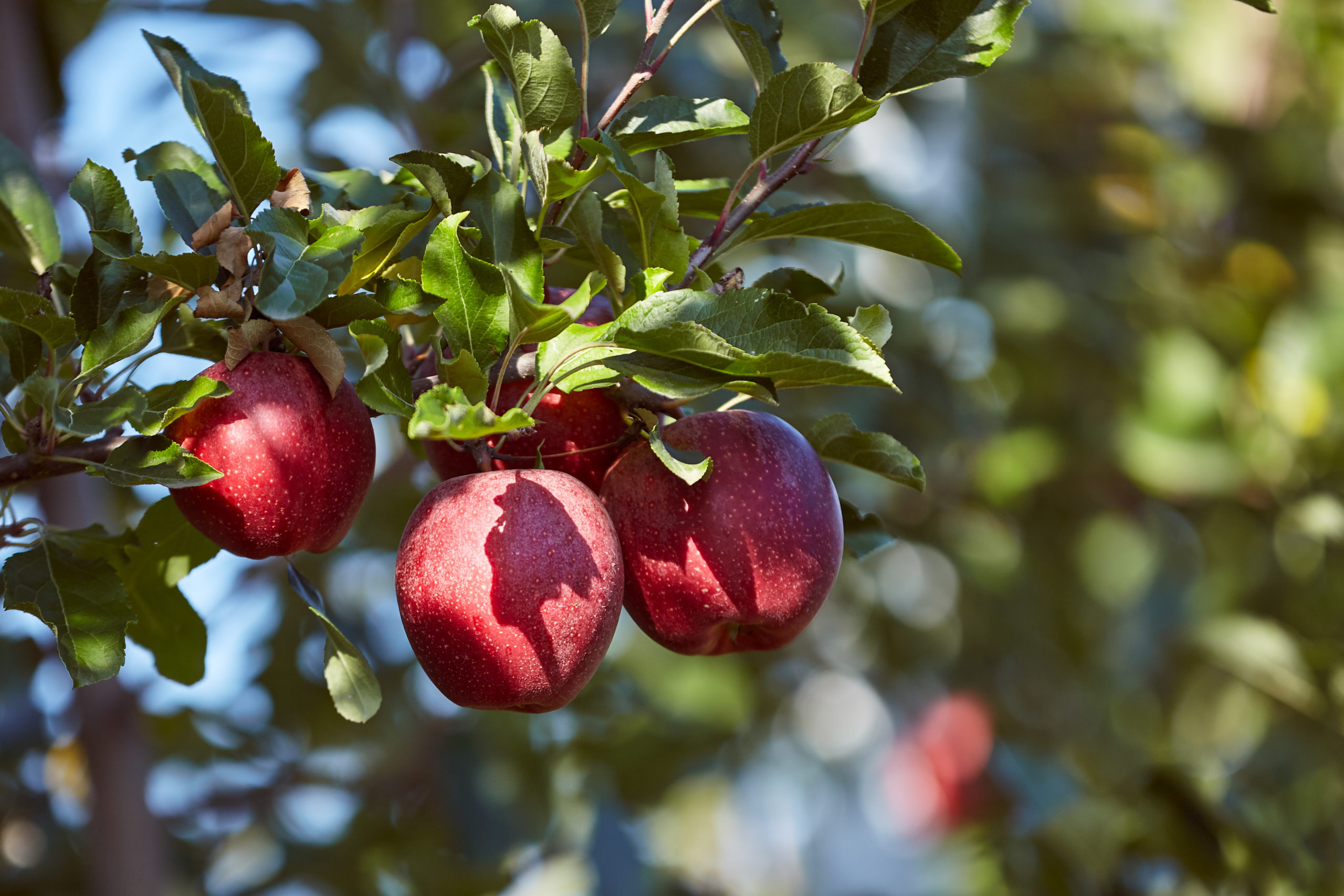 Moldova Fruct Proposes the Orchard Register: A Unified Record-Keeping System for Traceability and Food Safety for Producers and Consumers