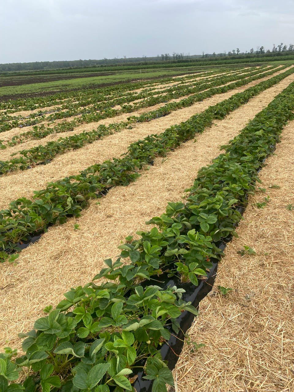 Results of the Demonstration Project on Strawberry Production